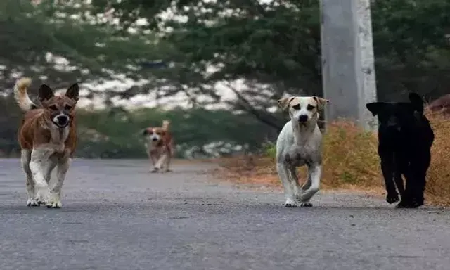 Stray dog bites 15 people in Waghodiya