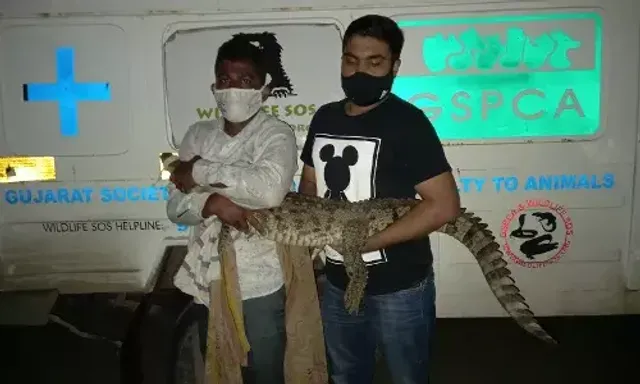 Vadodara GSPCA rescued two live and one dead crocodile from various places in district