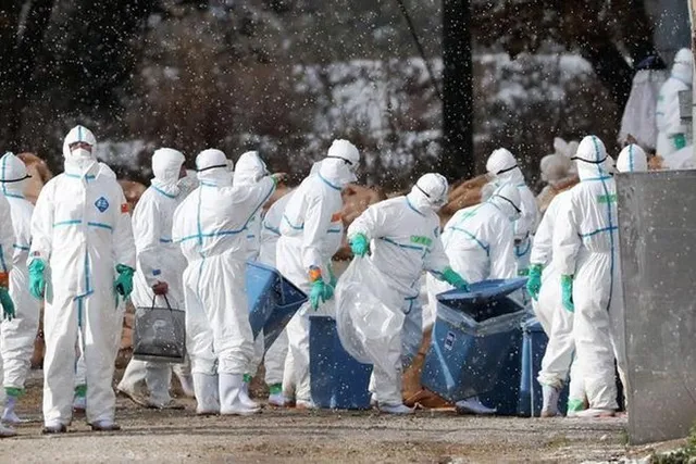 80,000 chickens culled after bird flu detected in Japan