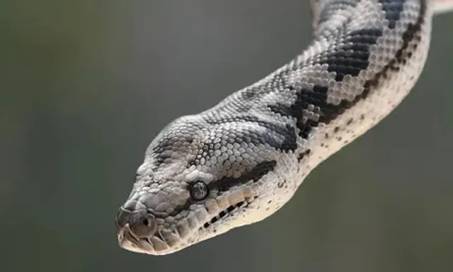 Woman found dead with python around neck in US snake house