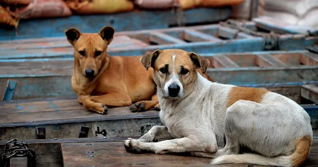 Video of Vadodara resident brutally beating a dog went viral in social media