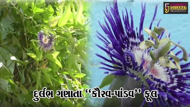 “કૌરવ-પાંડવ” ફૂલ : અંકલેશ્વર-અંદાડાના ખેડૂતે દુર્લભ ગણાતા કૃષ્ણ કમળ વેલની વાવણી કરી, લોકોમાં જમાવ્યું ભારે આકર્ષણ