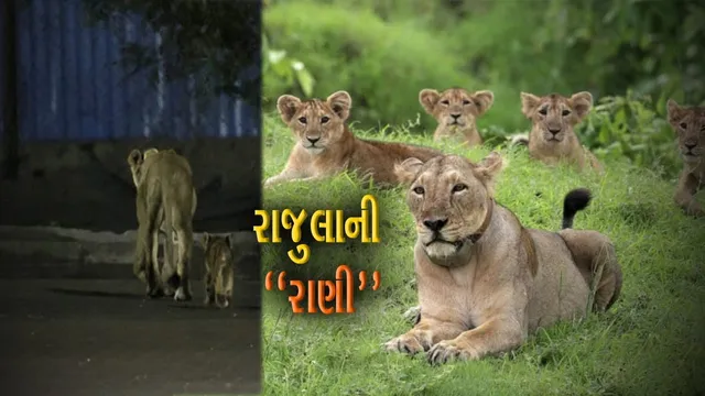 રાજુલાની “રાણી” : બચ્ચાની સલામતી માટે સિંહણે રાજુલાથી પોરબંદર સુધી 300 કિમીનું અંતર કાપ્યું…