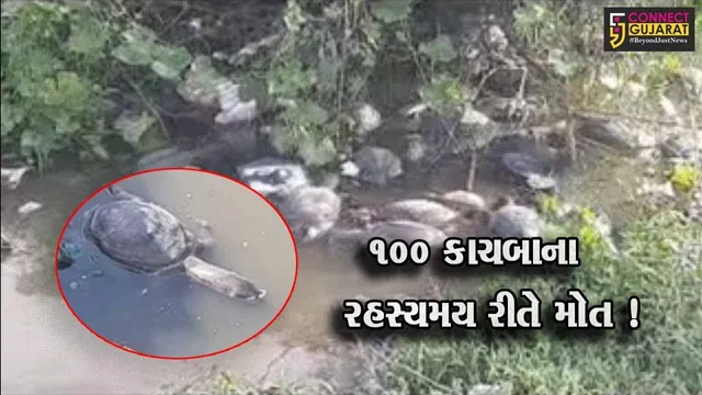 ભાવનગર: કુંભારવાડા વિસ્તારમાં 100થી વધુ કાચબાના રહસ્યમય મોત, વન વિભાગે તપાસ શરૂ કરી