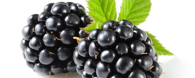 Blackberry top in hindi