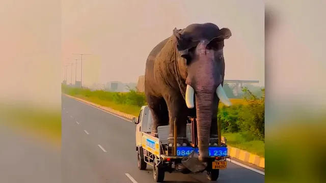 Hathi funny video sales