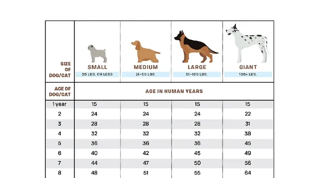 What is 21 in dog years sales