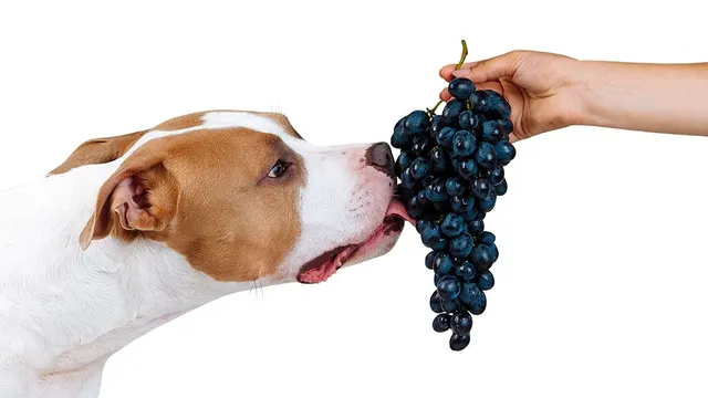 The Hidden Danger of Grapes and Raisins for Dogs Kidney Failure