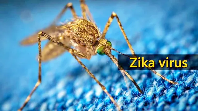 Zika virus case detected in Gujarat, patient discharged after treatment