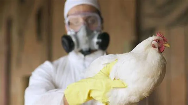 H5N1 Bird Flu Pandemic
