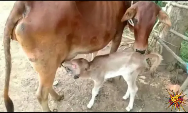 Surprising: Calf born with 2 heads and 3 eyes on Navratri worshipped as maa Durga's Avatar in Odisha, know more: