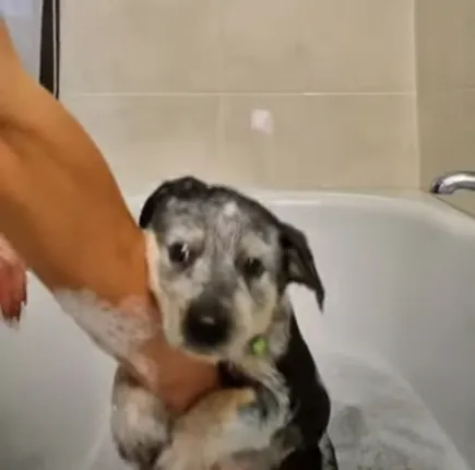 Watch the viral video of the dog holding the human's hand while having its first bath!