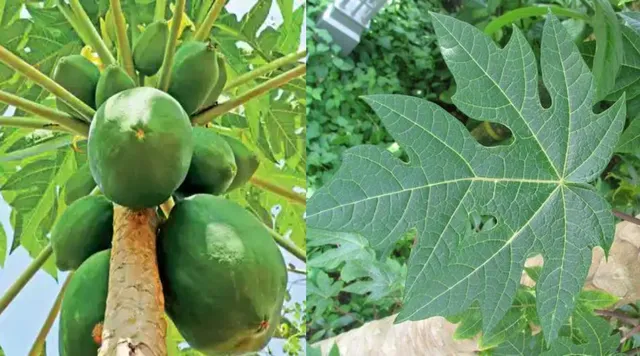 Papaya leaf benefits in tamil clearance