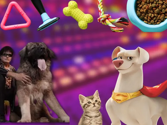 No longer a Dog s life It is all Paw sitive for petcare startups