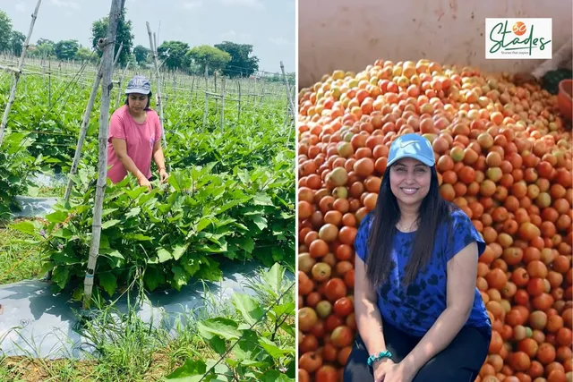MBA woman farmer harvests 55,000 kg tomatoes per acre; turns around her family farm