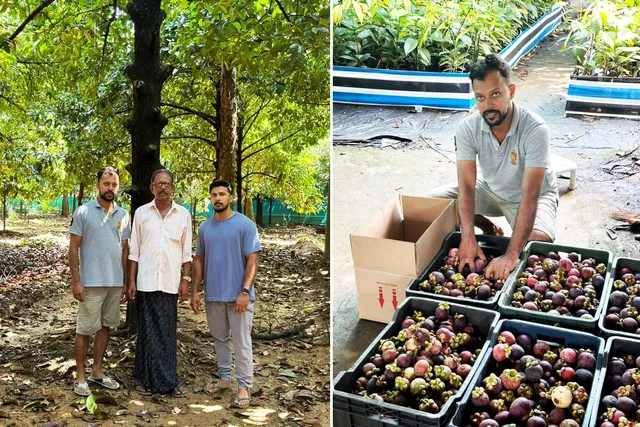 Merlin Moothedan with his sons Midhun and Manu (left) and Midhun (right) at their farm in Pariyaram, Thrissur