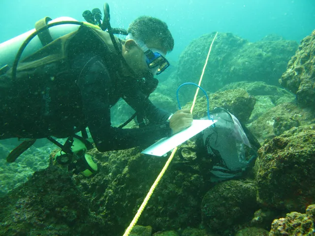 A volunteer from Coastal Impact conducting underwater biodiversity survey. Pic: Coastal Impact