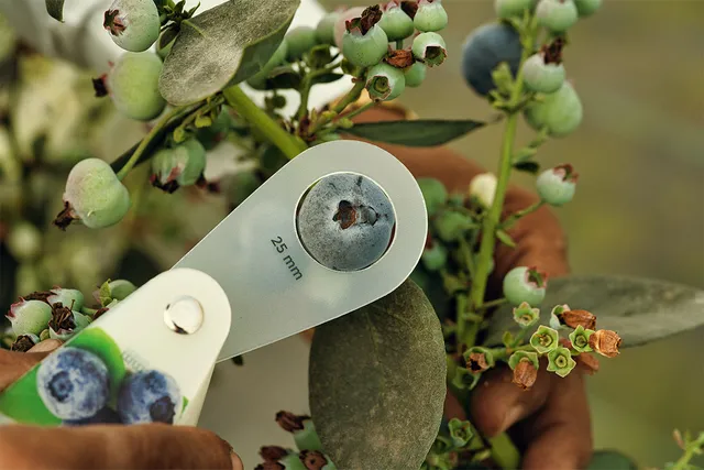 Harvesting luxury and blueberries