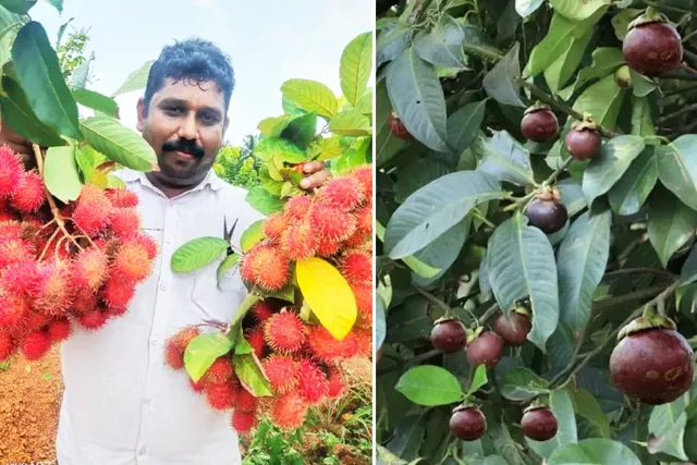 Lohith Shetty with rambutans at his farm (left) and mangosteen tree