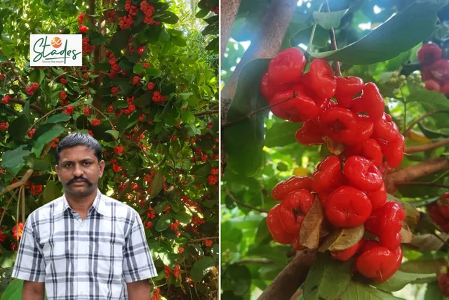 Chennakeshava M with water apple plants at his farm in Tumkur, Karnataka