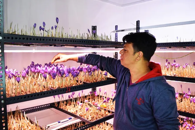 Gautam Rathod at his aeroponics saffron farming facility in Talegaon, Pune