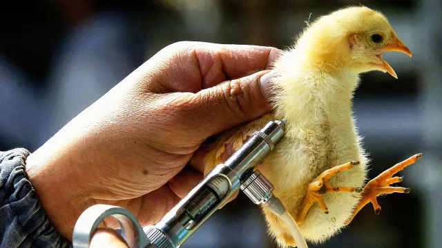bird flu