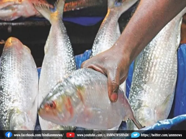 Hilsa fish