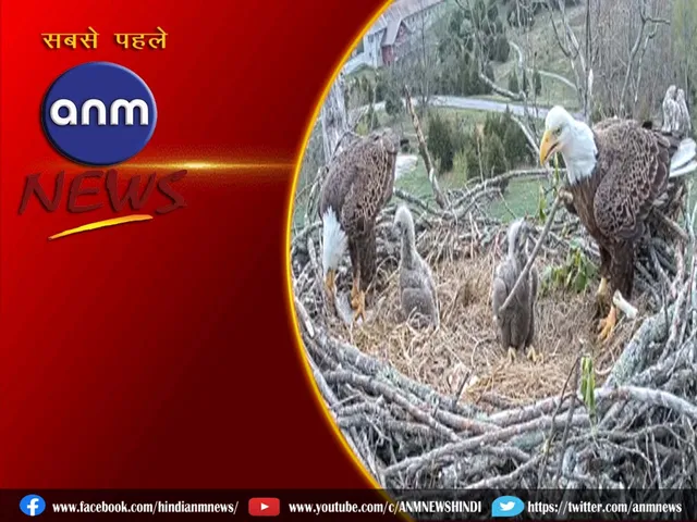 falcon babies