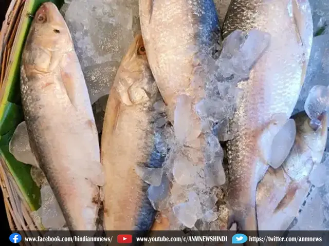 bengal hilsa