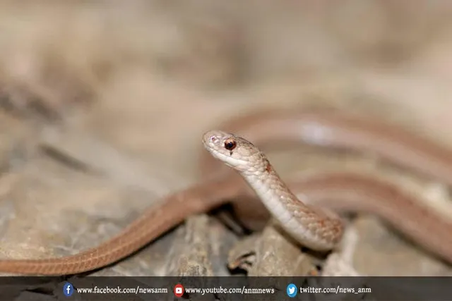 दो साल की बच्ची ने मार डाला सांप