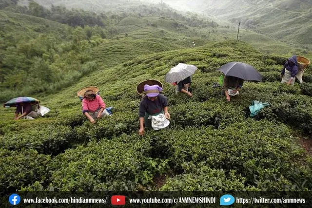 डूआर्स चाय बागानों में स्ट्रीटलाइट लगाने के लिए धनराशि आवंटित की