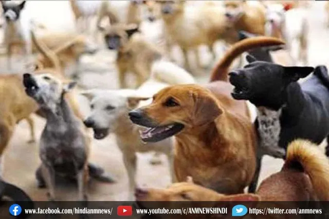 कर्नाटक में अब 100 से ज्यादा कुत्तों को जहर देकर मारा