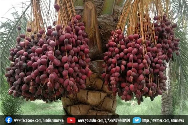 खजूर के फायदे