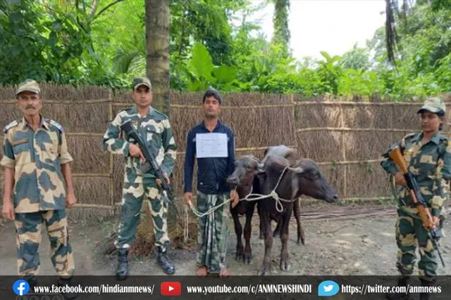 पश्चिम बंगाल: दो मवेशियों के साथ बांग्लादेशी तस्कर गिरफ्तार