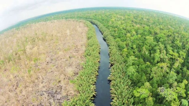 Palm Oil’s Hidden Hectares