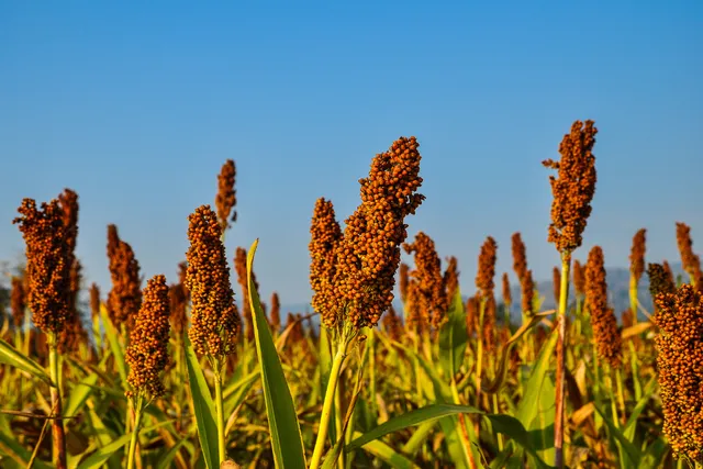 The History of Millets From Ancient Grains to Modern Superfoods