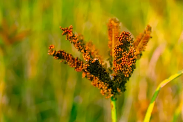 Odisha Becomes First State To Release 4 Farmer Varieties Of Ragi