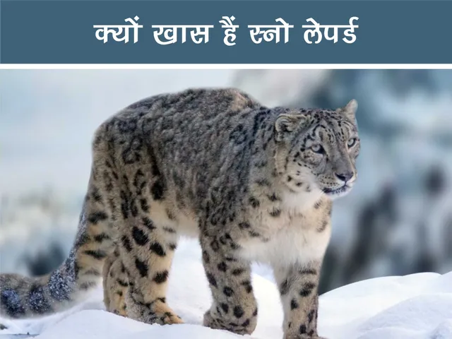 snow leopard