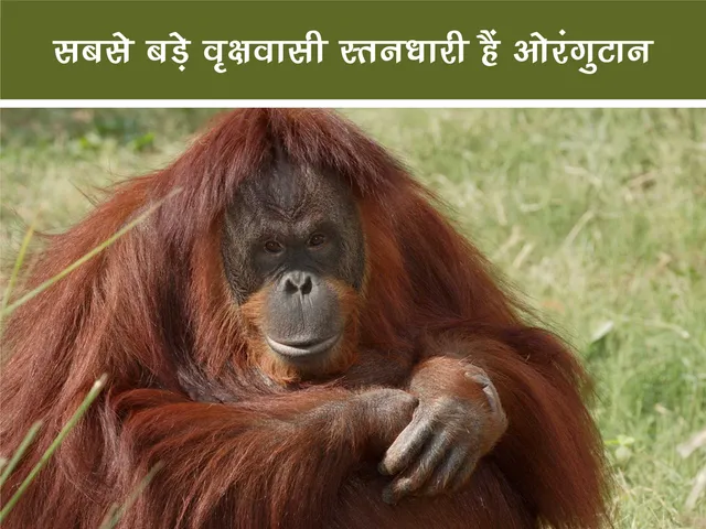 Orangutan 