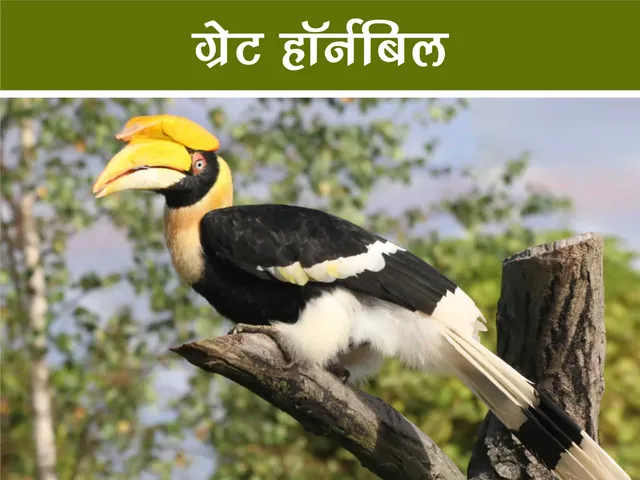 great hornbill