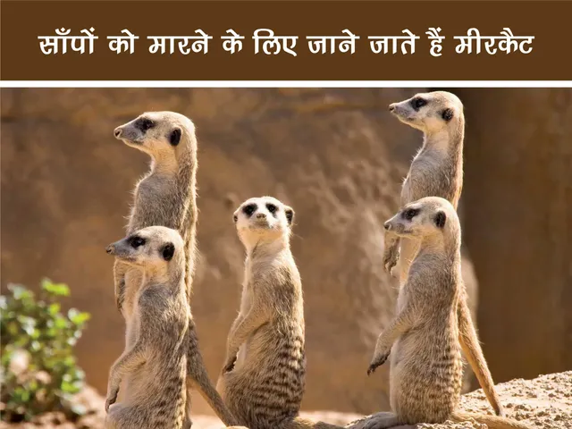 meerkats