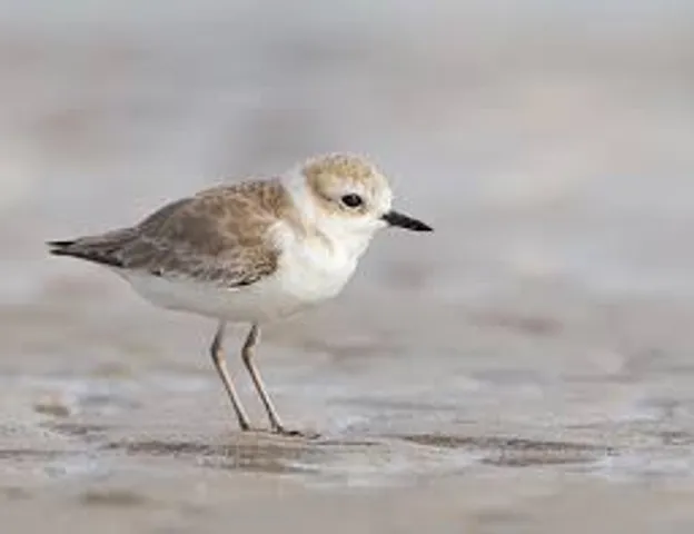 Hanuman Plover.jpg