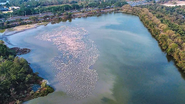 Navi Mumbai's DPS flamingo lake