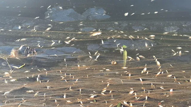 Dead fish found floating on the Periyar river in Ernakulam in Kerala on May 21 morning