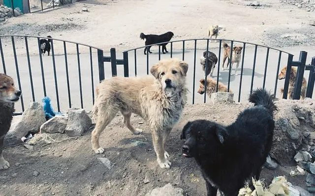 Leh ladakh Spiti Lahaul Dogs