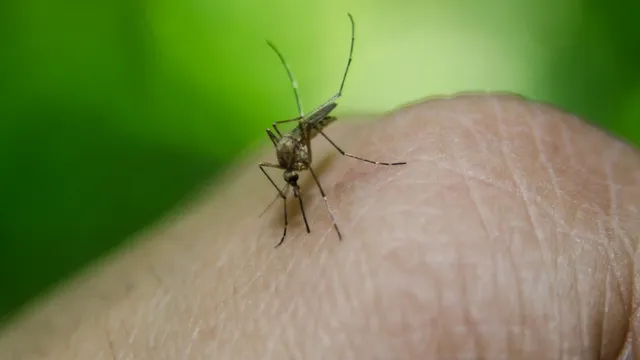 Malaria Mosquito