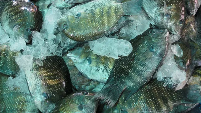 fishes in Kochi backwaters