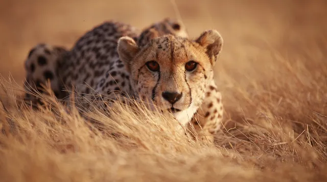 Cheetah South africa