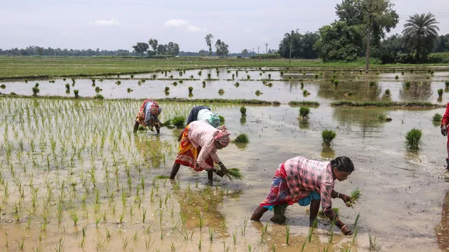 Agriculture Paddy Cultivation farmers Rural Development