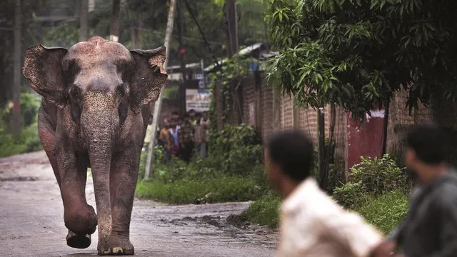 Human-animal-conflict-Elephant-Attack